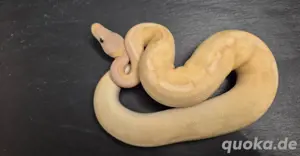 banana champane pos het clown 0.1 
