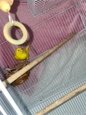kamarienvogel  Bild 2