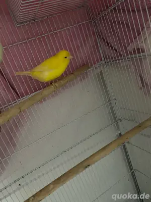 kamarienvogel 