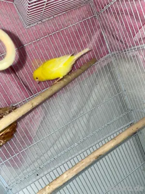 kamarienvogel  Bild 3