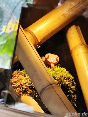Suche Gekko vittatus 0.1