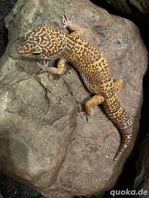 Leopardgecko männlich 