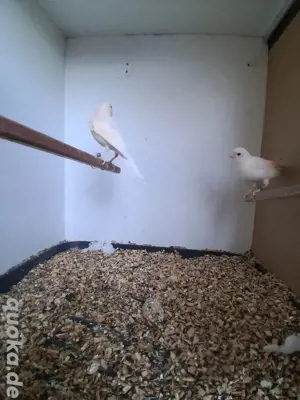 Weise kanarienvogel-Pärchen von 2023