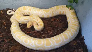 0.1 Albino Tigerpython   Python bivittatus bivittatus 