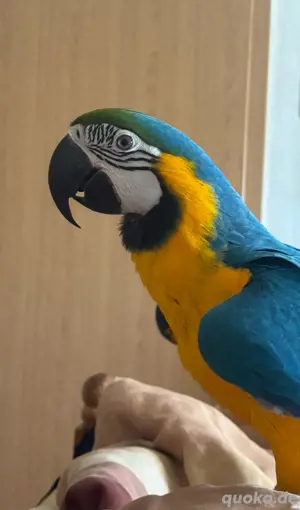 Gelbbrustara mänlich Bild 6