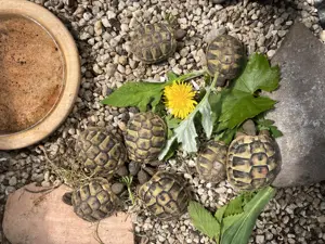 Griechische Landschildkröten NZ 2023 2024