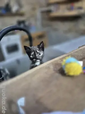 3 süße Britischkurzhaar-Mixkitten suchen liebevolles zu Hause