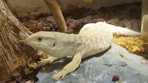 Varanus exanthematicus   Steppenwaran