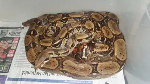 1.1 Boa constrictor imperator   Kaiserboa