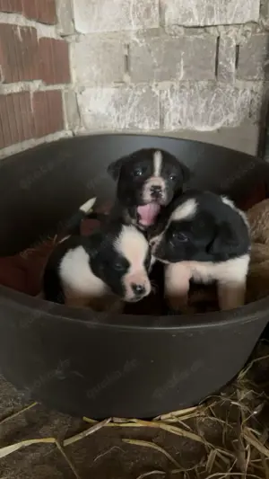 English Bulldogg Mischlinge 