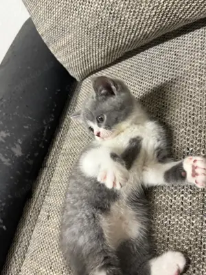 Katzen BKH kurzhaare