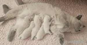 Bkh Kitten
