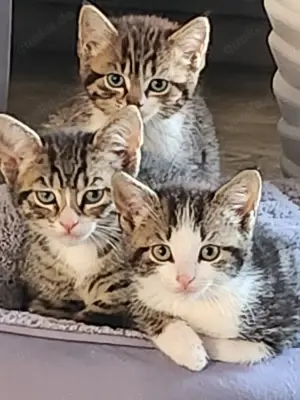 Süße Katzenbabys Kitten sind zum ausziehen bereit 