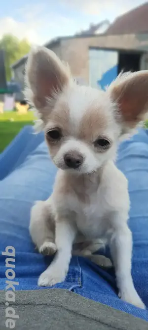 Chihuahua Welpe, Rüde