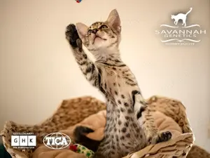Wir haben reinrassige F5 SBT Savannah Kitten abzugeben 