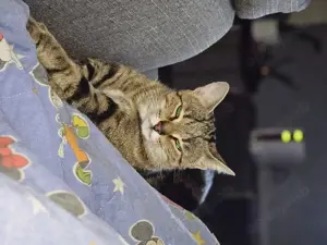 eine süße und anhängliche Katze 