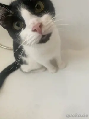 Verantwortungsvolle, zuverlässige Tiersitterin mit Herz Bild 3