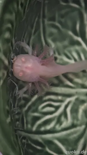 junges Axolotl 10 cm sucht Zuhause 