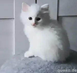  Katzenbabys