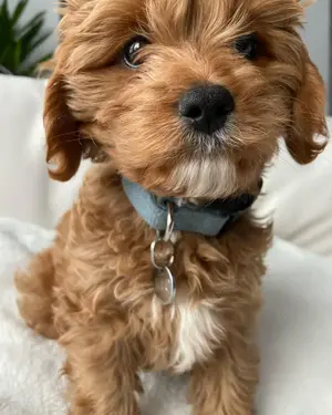 Cavapoo-Welpen. Es sind Mädchen und Jungen