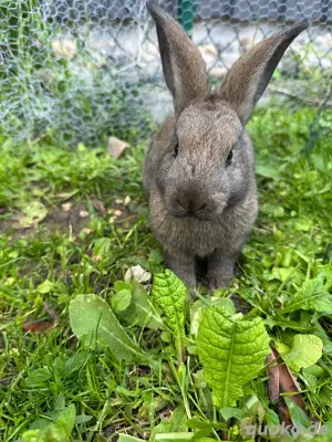 baby kaninchen