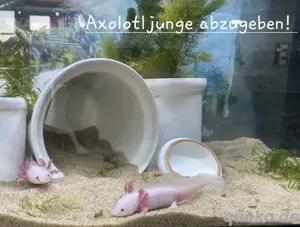 Axolot Jungtiere