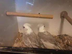 Nestjunge Weißkopfnymphensittiche 