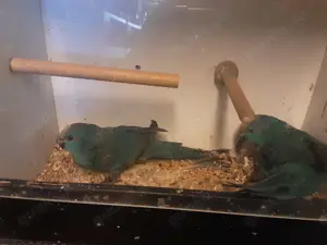 Nestjunge blaue Ziegensittiche 