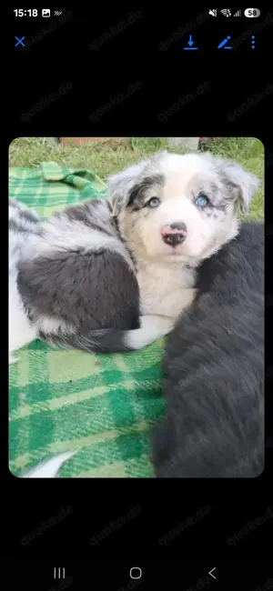 BorderCollie Welpen 
