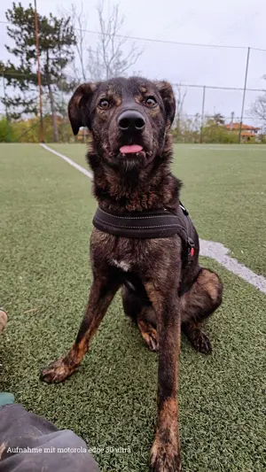 Junghund Kara Tierschutzhund 