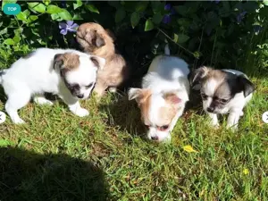 Zauberhafte Chihuahua Welpen suchen bald ihr neues Zuhause!