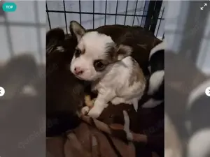 Zauberhafte Chihuahua Welpen suchen bald ihr neues Zuhause!