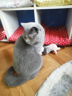 bkh  kater  sucht  ein  schönes  zuhause