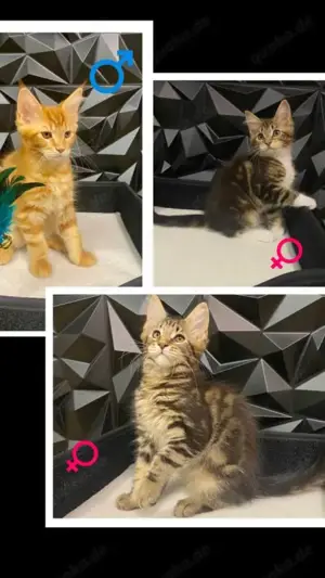 Reinrassige liebevolle Maine Coon Kitten