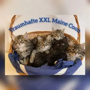 Reinrassige liebevolle Maine Coon Kitten