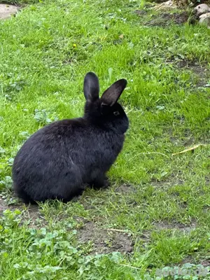kaninchen ( weibl. oder männl ) 1 jährig