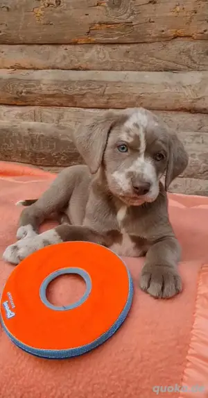 Aussiedor Labrador Welpen 