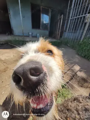 Tierschutzhund Timmy 2 Jahre