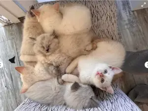 Zuckersüße Ragdoll Kitten