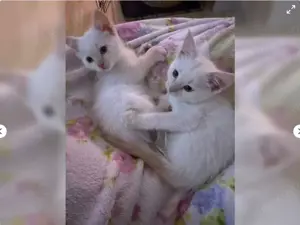 Zuckersüße Ragdoll Kitten