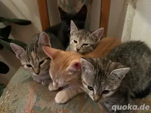 Suße kitten