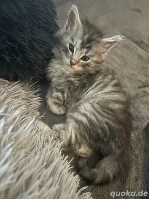 Maine Coon Kitten