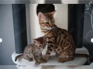 Reinrassige Bengalkitten
