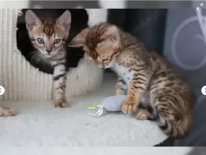 Reinrassige Bengalkitten