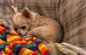 Chihuahua Traumhund sucht Traumzuhause