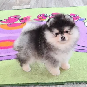 Registrierte Mini Zwergspitz Pomeranian Welpen