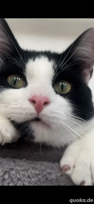 Kater fast 2 Jahre alt (schwarz weiss)
