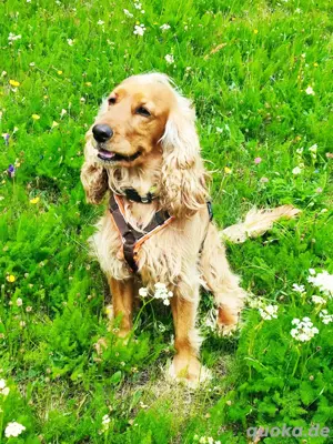 Fantastischer junger Rüde bietet seine  Dienste den Hundedamen an Bild 5