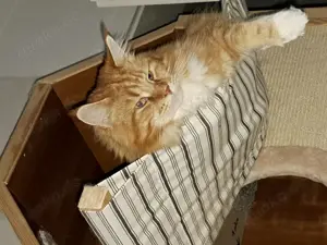 2 Kater in liebevolle Hände zu verkaufen 