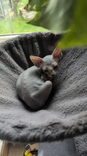 Sphynx kitten 